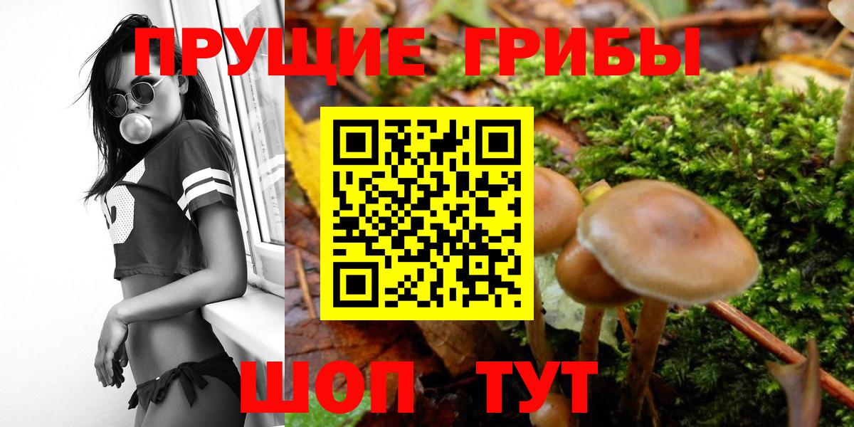 Тара  Псилоцибиновые грибы Psilocybe  даркнет сайт  Галлюциногенные грибы ЛСД  Вход с VPN 